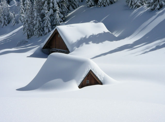 Cold Snow Winter Trees
