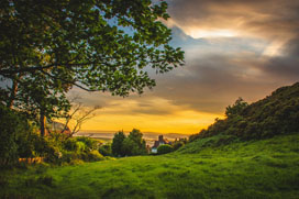 Green Trees During Sunset